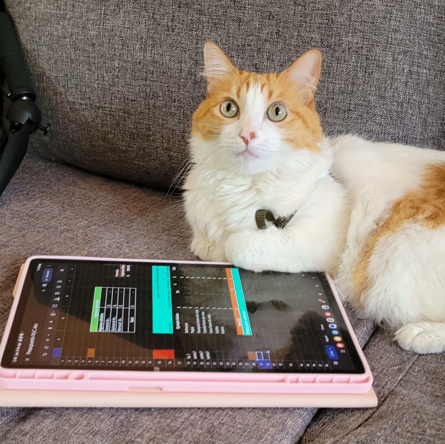 GATO CASERO CON TABLET